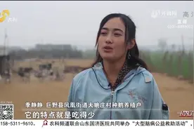 巨野有位“养鹅西施”，订单养殖灰鹅销路不愁，托起致富增收梦视频封面