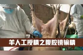 羊人工授精技术之腹腔镜输精