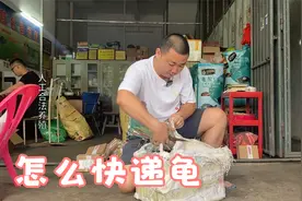 快递怎么发运乌龟，有养殖证就可以了视频封面