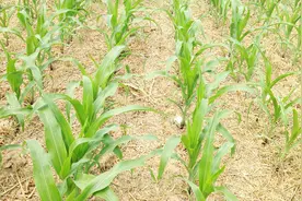 黏玉米使用除草剂能高产，到底几叶喷才好？可不是5个叶