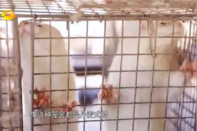 被质疑缺乏科学依据，丹麦政府紧急叫停水貂捕杀计划|新闻大求真视频封面