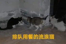 流浪猫看到送外卖的来了，开心坏了，一路喵个不停地催开饭视频封面