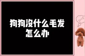狗狗没什么毛发怎么办