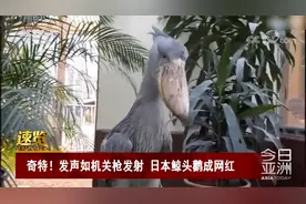 发声如机关枪发射？日本鲸头鹳成网红视频封面