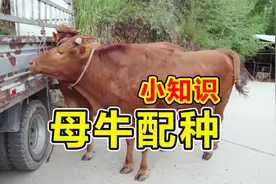 繁殖母牛什么时候配种最好？打栏周期是多少，听吴老师说养牛视频封面