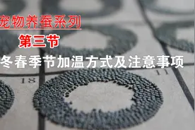 冬天养蚕宝宝的加温方式与注意事项，蚕卵孵化的加温方式视频封面