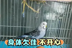 一只大头虎皮拉稀严重，用简单实惠的方法治疗一下，看看效果咋样视频封面