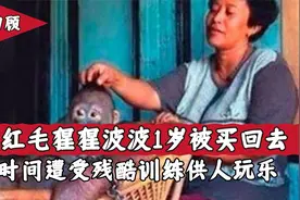 印尼红毛猩猩波波，一岁就被买回去遭受训练，被人类当成玩具六年视频封面
