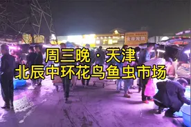 还是水族夜市便宜，龙鱼七彩都有白菜价，找到不少物美价廉的好鱼视频封面