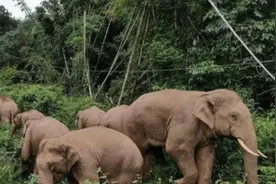 多国媒体热议大象“逛吃”旅行团：你们到底要去哪儿？视频封面