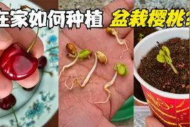 在家如何盆栽樱桃树，学会这个种植小技巧，漂亮的绿植盆栽就有了视频封面