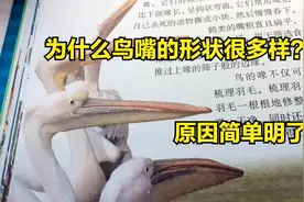 为什么鸟嘴的形状很多样？原因简单明了视频封面