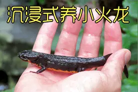 养水渠里抓的小火龙，长相奇特的远古生物，太可爱太好玩了#宠物视频封面