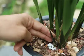 兰花长新芽后，根部多放几粒“促根肥”，越养越粗壮，越枝繁叶茂视频封面