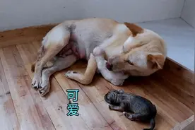 刚出生5分钟的小奶狗，饿得跌跌撞撞的找妈妈喝奶，真可爱