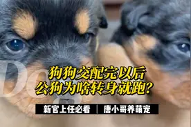 狗狗交配完以后，公狗为啥转身就跑？原来是这样