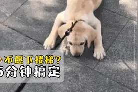 狗狗出门不愿意下楼梯？不愿意走路怎么办？训犬师教你5分钟搞定视频封面