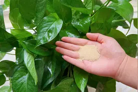 才知道，酵母粉养花效果太棒了，花卉枝叶茂盛，盆盆爆满，快试试视频封面