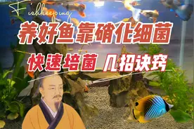 养好鱼靠硝化细菌，快速培养硝化细菌的诀窍：养鱼笔记第3季25集视频封面