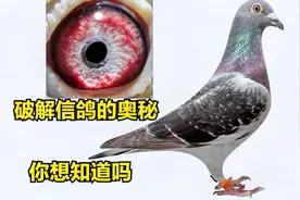 鸽子放飞500公里，鸽子是靠什么回来的，其实答案就在这里！视频封面