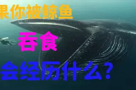 100多年来的谎言故事？如果你被鲸鱼吞食，你会经历什么？视频封面