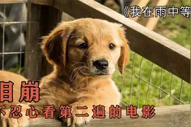 催泪，你伴我一程，我陪你一生！我在雨中等你视频封面