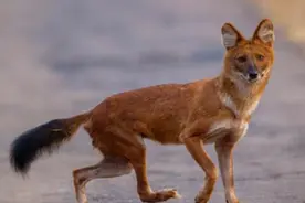全网最无耻的动物！专攻动物最薄弱的部分，连老虎都怕它视频封面