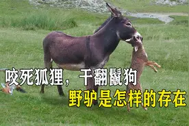咬死狐狸，干翻鬣狗，驴在动物界到底是怎样的存在？视频封面
