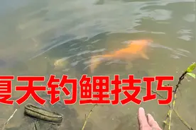 夏天钓鲤实战演示，做好这两个细节，剩下就等鲤鱼来切线视频封面