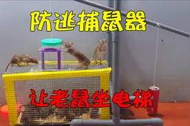 灭鼠达人用简单工具制作自动升降捕鼠器，一小会儿捉到一窝老鼠视频封面