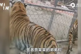 河南老虎咬死饲养员被击毙，死者家属：遗体已入馆，赔偿不算满意视频封面