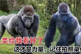 3只银背大猩猩打起来了，围观游客看到尖叫，摔下悬崖屁事没有视频封面