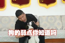 被狗攻击时要攻击它的要害，不管大狗小狗这个位置都是要害！视频封面