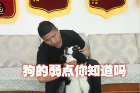 被狗攻击时要攻击它的要害，不管大狗小狗这个位置都是要害！视频封面