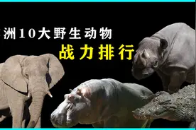 非洲10大猛兽战力排行！平头哥榜上无名，第一名实至名归！