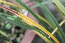兰花叶片发黄，学会这样观察，轻松找出原因，解决就容易了视频封面