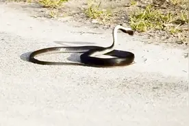 难以置信，在一段魔性优美的蛇舞之后，一条拟蚺蛇倒地身亡