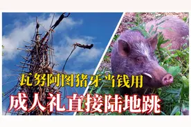 瓦努阿图人的神奇生活，用猪牙当钱用，成人礼直接用藤条陆地跳视频封面