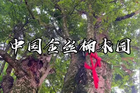 重庆酉阳发现大量千年金丝楠木，树王已1500岁，树冠超1000平方米视频封面