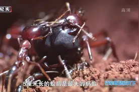 行军蚁：巨大的雄蚁去找蚁后交配，也得留下点什么才能进去