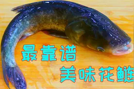 花鲢鱼刺多腥味还大？我看还是做法没弄对，这样烧细嫩入味超好吃视频封面