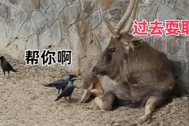 四川话搞笑配音：仙人板板，莫夺了啊！视频封面