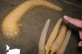 纹铭赶海：海里最神奇的海洋生物，海玉米，夜晚发光真的特别亮视频封面