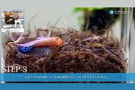 255-07：爱鱼寰世——鳉鱼-繁殖 01（漂亮宝贝）