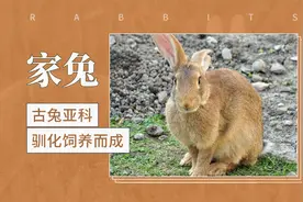 家兔——穴兔被驯化后的产物