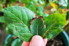 月季新叶发黑卷曲，太多人错把蓟马当肥害，难怪总是治不好！视频封面