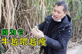 因为它，牛越喂越瘦！还容易积食！这个问题最容易被养殖户忽略视频封面