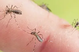 家里蚊子太多？墙角放一碗，蚊子来一只灭一只，比喷杀虫剂还管用