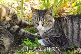 养猫，一定要养土猫，因为土猫不掉毛