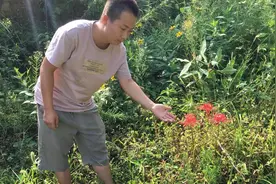 这就是传说生长在阴阳两界的彼岸花，如此漂亮，竟然就生长在路边
